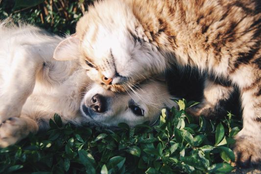 hotel pet friendly bretagne sud hotel qui accepte les animaux morbihan finistère